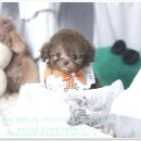 더펫 강아지분양 고양이분양 일산본점 | 반려동물 분양의 특별한 경험, 더펫강아지분양고양이분양 일산본점