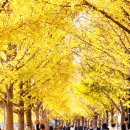 곡교천 은행나무길 이미지