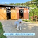 쉐이크테일 | 용인애견운동장 테일45 아기랑 강아지랑! 프라이빗B 대관이용 주말나들이 솔직후기
