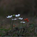 고목나무 이미지