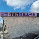 부산 액티비티, 부산 여름 여행추천 광안리해양레저스포츠센터 스피드보트 패키지 후기