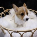 호야펫 구리점 이미지