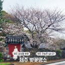 제주도 벚꽃 명소 제주 삼성혈 벚꽃 전농로 벚꽃 개화 현황 (실시간)