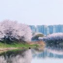만석거 | 벚꽃 어디서 볼까? 수원 사람만 아는 숨은 벚꽃 명소 5곳