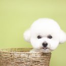 살롱드몽몽 이미지