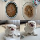 대한사료대리점 | 힐스 신제품 강아지 다이어트 습식사료 추천