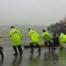 완도8호 이미지