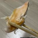 바디빌더 지망생 닭 | 다이어트 탄단지 식단으로 좋은 인천 청라 전기구이통닭 전문점 바디빌더지망생닭 바지닭 포장방문 후기