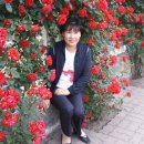 장미꽃사이로 이미지