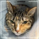 리라동물병원 이미지