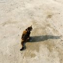 큰뜰농장(2) | 아이와 가볼만한곳,경기도광주 딸기체험 뜰 후기