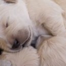 복슬 강아지 이미지