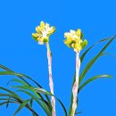 한국춘란(韓國蘭蘭) 기화(奇花)/광진(廣振)02 이미지