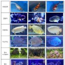 비단잉어, 금붕어 등 아름다운 관상어 한 곳에! ‘제8회 한국관상어산업 박람회’ 개최 이미지