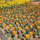 씨유 의정부시민공원점 | 의정부 직동공원 튤립구경 후기