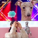 둘리애견 이미지