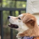 피자스쿨(장위고개점) 이미지