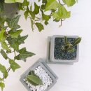 선인장을 부탁해 이미지