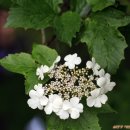 노고단-6 이미지