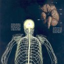 척추가 중심 이미지