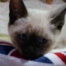 삼층고양이 이미지