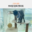 미뇽캣 | 캣타워diy 아담하고 이쁜 부비앙 미뇽 원목 고양이캣타워만들기