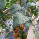 신송농장 이미지