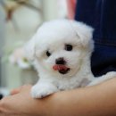 달링하이울산 이미지