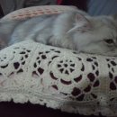 중성화수술◆고양이 중성화수술비용●고양이 중성화수술