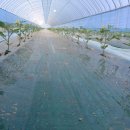 근영농장 이미지