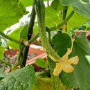 대심농장 이미지