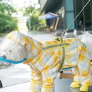 강아지나라 이미지