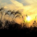 하늘공원 이미지