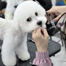 논산애견미용학원