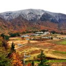 고려산삼 이미지