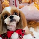 뽀벨그루밍 이미지