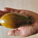 검정고드름 토마토 비줠 이미지