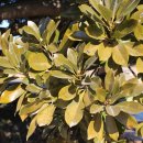 남해-299 이미지