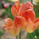 꽃집민박 이미지