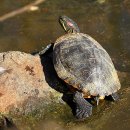 붉은귀거북(red-eared slider, 청거북) 이미지