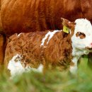 수산한우농장 이미지