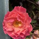 늦가을 장미 이미지