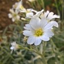 블러썸삼화