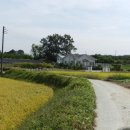 치와와 둥지 이미지