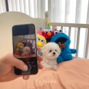 하늘켄넬 이미지