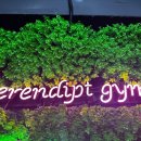 세렌디 피티 짐 이미지