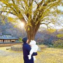 운곡 | 경주 운곡서원 은행나무 실시간 후기