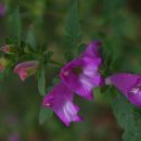 시절인연 이미지