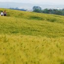 청보리 농장 이미지