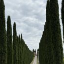 평원약국 | day.7 | 토스카나투어 / 막시무스의 집 / 피엔차 / 몬테풀치아노 와이너리